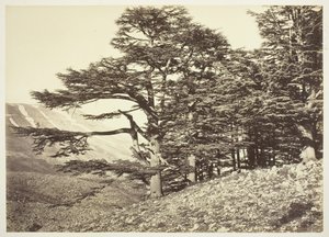 レバノン杉、c。 1870年。 作： Félix Bonfils