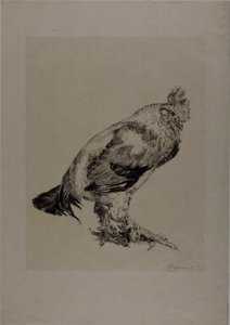 オールド・コック 作： Félix Henri Bracquemond