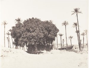 Esneh、Date Palms、Sycamore、Coffee on the Edge of the Nile、1851-52、印刷 1853-54。 作： Félix Teynard