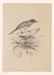 枝に 2 羽の小鳥 作： Floris Verster
