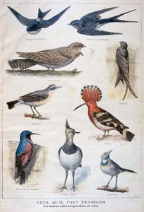 保護され、農業に役立つ鳥、1897 作： Fortuné Méaulle