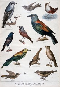 保護され、農業に役立つ鳥、1897 作： Fortuné Méaulle