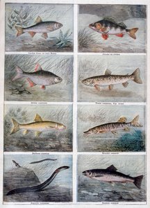 淡水魚、1897 作： Fortuné Méaulle