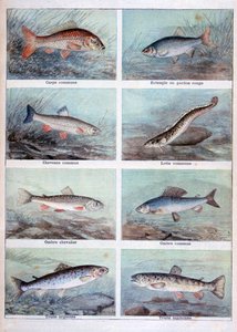 淡水魚、1898年。 作： Fortuné Méaulle