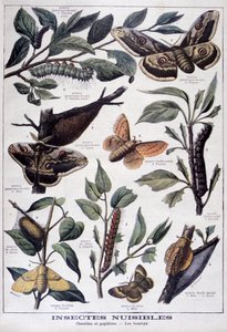 有害な昆虫：毛虫、蝶、蛾、1897年 作： Fortuné Méaulle