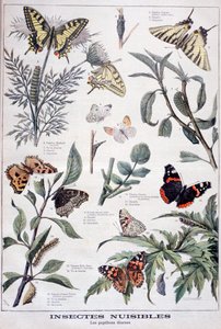 有害な昆虫：昼光蝶、1897 作： Fortuné Méaulle