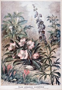有害な植物、1897