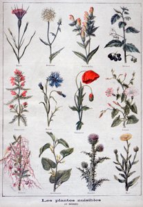 有害な植物、1897 作： Fortuné Méaulle