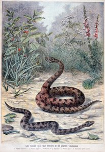 ヘビと有毒植物、1897 作： Fortuné Méaulle