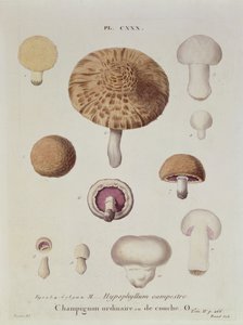 下垂体カンペストレまたはフィールドのキノコ、JHルヴェイユの「Iconographie des Champignons de JJ Paulet」のプレート130、ルナールの彫刻、1855 作： Fossier