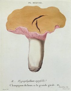 Hyprophyllum aquifolii、JH Leveilleによる「Iconographie des Champignons de JJ Paulet」のプレート38、1855年のルナールの彫刻