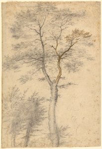 樹木に関する3つの研究 作： Fra Bartolommeo (Baccio della Porta)