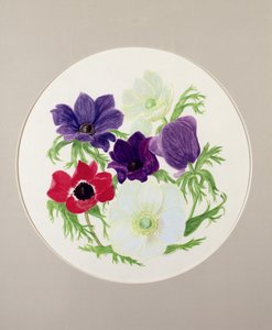 アネモネ 作： Frances Buckland
