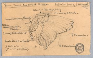 スズメの翼の研究 作： Francis Augustus Lathrop