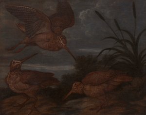 夕暮れ時のウッドコック 作： Francis Barlow