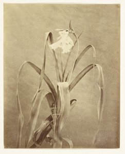 花 作： Francis Edmond Currey