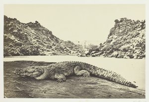 砂州のクロコダイル、1857 年。