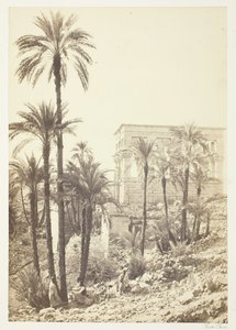 やしのグループ、185862。