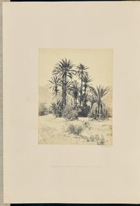ワディ・フェイランのヤシの群れ 作： Francis Frith