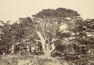 最大の杉、レバノン山、1857年。 作： Francis Frith
