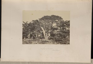 最大の杉、レバノン山 作： Francis Frith