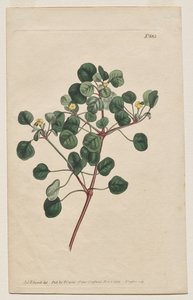 展示されている植物雑誌またはフラワー ガーデン: プレート 883、ユーフォルビア ペティオラリス。 長い茎のあるトウダイグサ 作： Francis Sansom