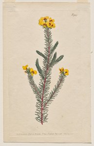 展示されている植物誌またはフラワー ガーデン: プレート 944、Dillwynia glaberrima。 滑らかな葉のディルウィニア。 [ディルウィニア・エリシフォリア・ガベリマ] 作： Francis Sansom