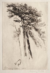 最新の木、1882年。 作： Francis Seymour Haden