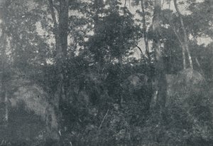 Cabanas de Indios、1895 作： Francisco Henszler