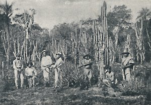 フィールズ、1895