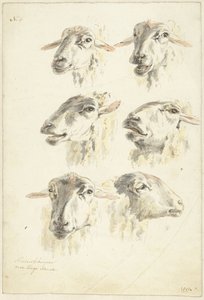 6頭の羊の学習シート 作： Franciscus Andreas Milatz (attributed to)