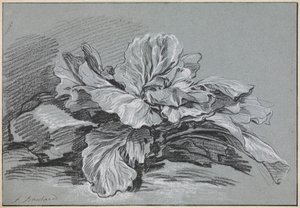 キャベツの研究 作： François Boucher