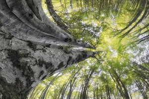 雄大な森の樹冠