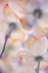 柔らかなピンクのハナミズキの花 作： Francois Casanova