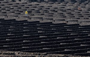 火山性ブドウ園の作業員