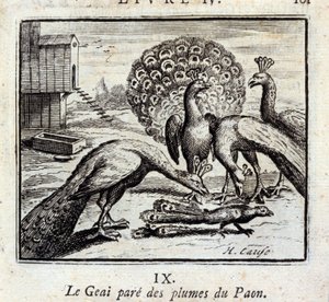 カケスは孔雀の羽をつけています。ジャン・ド・ラ・フォンテーヌ（1621-95）の寓話。挿絵はフランソワ・ショーボー（1613-1676）。1728年の版。