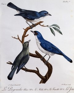 ブルーヴァンガ（Cyanolanius madagascarinus）、『Histoire Naturelle des Oiseaux d