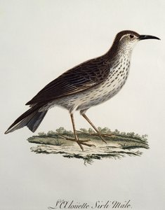 ケープ・ロングビルのオス（Certhilauda curvirostris）、Francois Le Vaillant（1753-1824）による『Histoire Naturelle des Oiseaux d