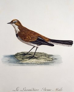 ハクセキレイのオス（Motacilla capensis）、フランスのFrancois Le Vaillant（1753-1824）による『Histoire Naturelle des Oiseaux d