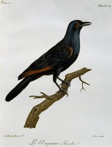 アカムクドリの雌（Onychognathus morio）、『Histoire Naturelle des Oiseaux d