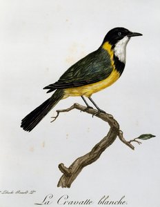 ゴールデン・ウィスラー（Pachycephala pectoralis）、『Histoire Naturelle des Oiseaux d
