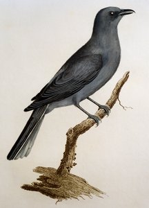 灰色のカッコウモズ（Coracina caesia）、Francois Le Vaillant（1753-1824）による『Histoire Naturelle des Oiseaux d