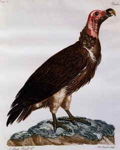 ハゲタカ（Torgos tracheliotos）、「Histoire Naturelle des Oiseaux d