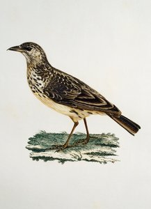 大嘴ヒバリ（Galerida magnirostris）、Francois Le Vaillant（1753-1824）の『Histoire Naturelle des Oiseaux d