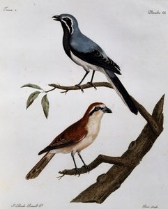 Le Pendeur et le Rousseau」（『Histoire Naturelle des Oiseaux d