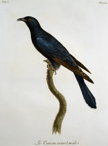 ブラック・カッコウ（Cuculus clamosus）の雄、Francois Le Vaillant（1753-1824）による『Histoire Naturelle des Oiseaux d