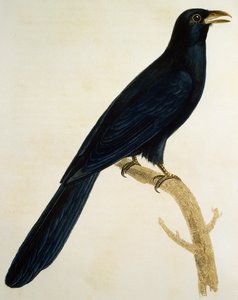 大きなくちばしを持つカッコウのオス、Francois Le Vaillant（1753-1824）の『Histoire Naturelle des Oiseaux d