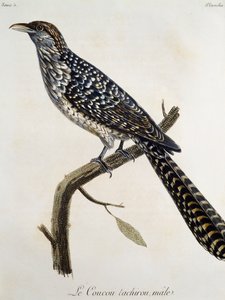 カッコウの雄タチロー、Francois Le Vaillant（1753-1824）の『Histoire Naturelle des Oiseaux d