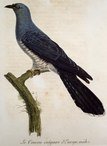 Cuco eurasiano masculino (Cuculus canorus), gravura de Histoire Naturelle des Oiseaux d