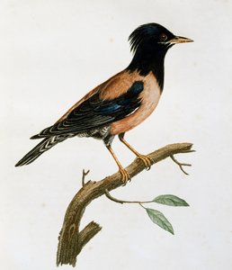 バラ色のムクドリ（Sturnus roseus）のオス、「Histoire Naturelle des Oiseaux d